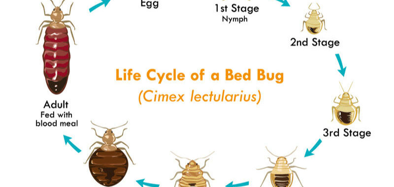 Bed Bug Exterminator LA King Offers Premier Bed Bug Treatments in Los Angeles