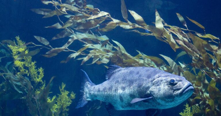 urlhttps3A2F2Fcalifornia times brightspot.s3.amazonaws.com2Fbb2Ffe2Ff0f91c5a4d008e0ed4c146d195d72F1491835 enviro aquarium of the pacific report card 07 ajs