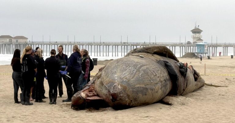 urlhttps3A2F2Fcalifornia times brightspot.s3.amazonaws.com2F482F472F4cb9ef4742a3a008a565d891e7a62Fme dead gray whale huntington beach
